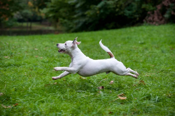 stock image Happy Jack Russell Terrier Dog Running on the Grass