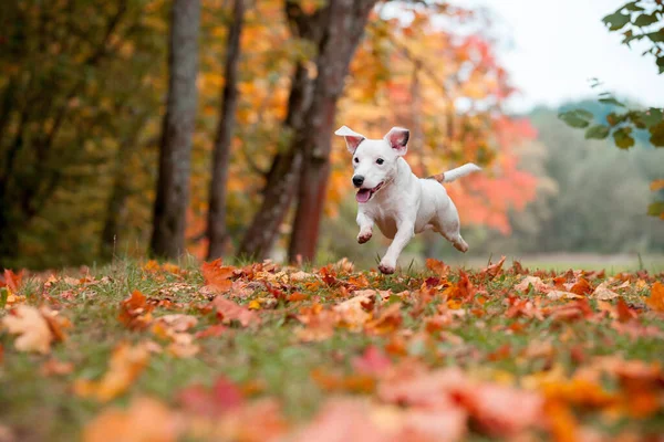Boldog Jack Russell Terrier Kutya Fekszik Füvön Őszi Levelek Háttérben — Stock Fotó