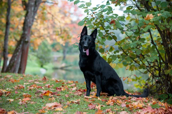 黒いドイツの羊飼いの犬の芝生の上に座っている 背景に紅葉 口を開けて 舌を出す — ストック写真