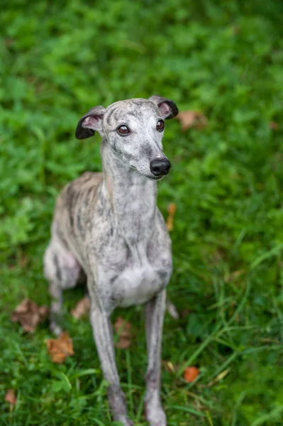 Otların Üzerinde Oturan Kırbaç Köpeği Portre — Stok fotoğraf