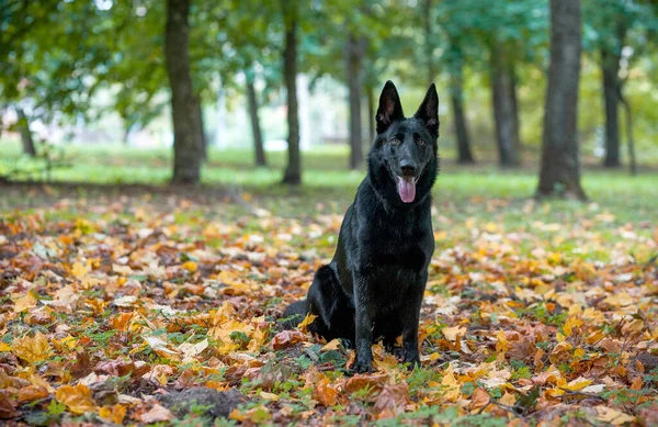 黒いドイツの羊飼いの犬の芝生の上に座っている 背景に紅葉 — ストック写真