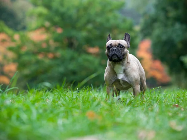French Bulldog Grass Portrait — Φωτογραφία Αρχείου