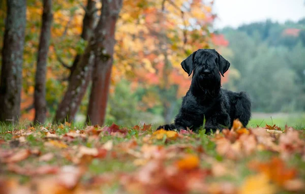 Giant Schnauzer Breed Dog Lying Grass Also Known Riesenschnauzer Autumn — Foto de Stock