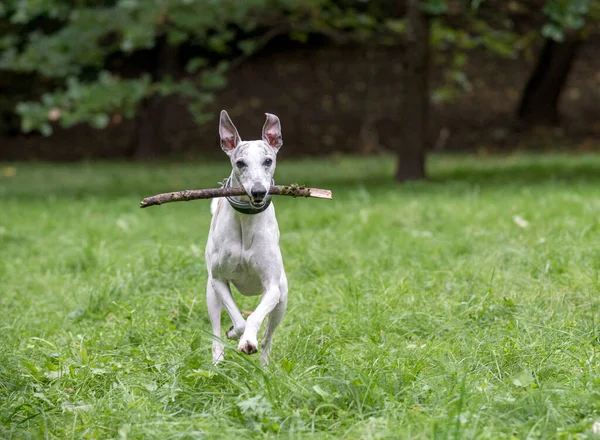 Kırbaç Köpeği Çimlerde Koşuyor Ağızda Şube — Stok fotoğraf
