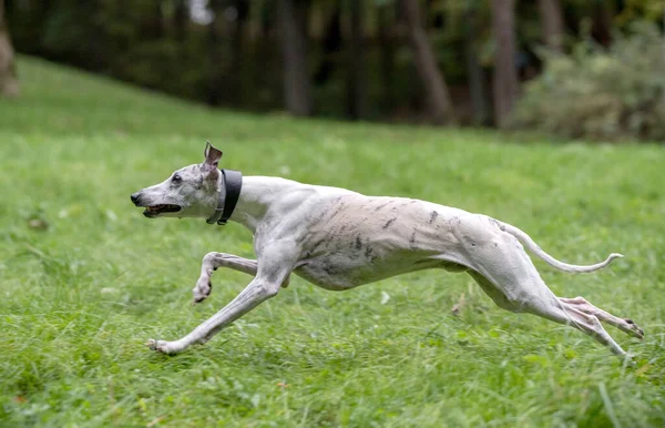 Whippet Breed Dog Running Grass — Stock Photo, Image