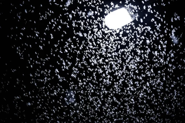 Mayfly Insect Night Sky Street Light Many Mayfly — Stock Photo, Image