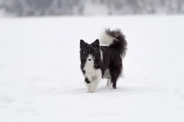 Border Collie Dog Playing Frozen Lake — Stock fotografie