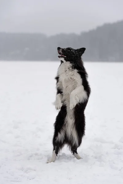 Συνοριακός Σκύλος Collie Παίζοντας Στην Παγωμένη Λίμνη — Φωτογραφία Αρχείου