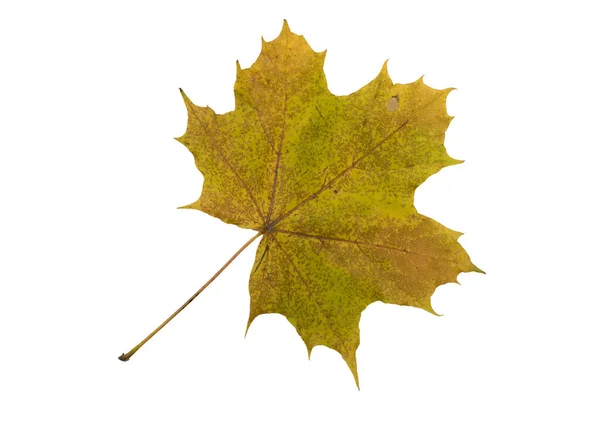 秋の葉 白い背景に分離 — ストック写真