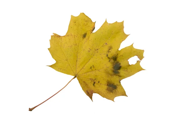 Sonbahar Yaprak Beyaz Arka Plan Üzerinde Izole — Stok fotoğraf