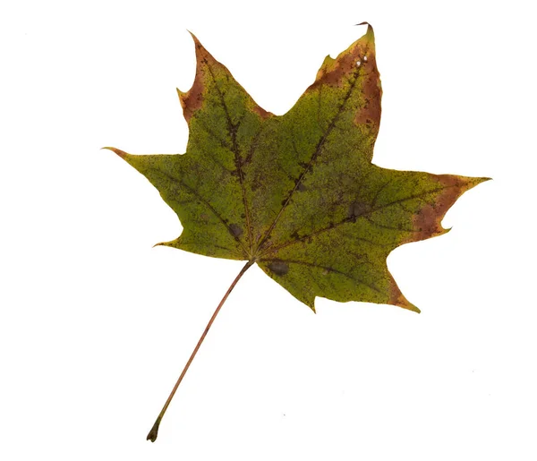 Осенние Листья Изолированные Белом Фоне — стоковое фото
