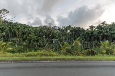 Koror 'daki Hindistan Cevizi Ormanı, Palau Adaları.