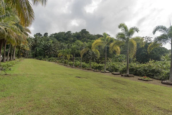 Přírodní Krajina Koror Palau Island Palm Tree Green Grass Květiny — Stock fotografie
