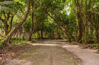 Peleliu, Palau Adası 'ndaki Jungle Yolu. Mikronezya