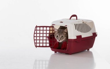 Gri saçlı kedi. Stüdyo fotoğrafı çekimi. Beyaz Arkaplanda İzole Edilmiş