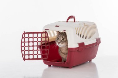 Gri saçlı kedi. Stüdyo fotoğrafı çekimi. Beyaz Arkaplanda İzole Edilmiş