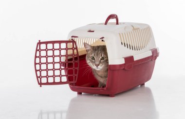 Gri saçlı kedi. Stüdyo fotoğrafı çekimi. Beyaz Arkaplanda İzole Edilmiş