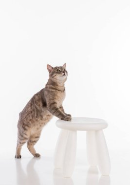 Gri saçlı kedi. Stüdyo fotoğrafı çekimi. Beyaz Arkaplanda İzole Edilmiş