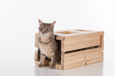 Gri saçlı kedi. Stüdyo fotoğrafı çekimi. Beyaz Arkaplanda İzole Edilmiş