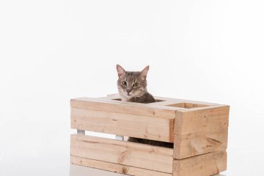 Gri saçlı kedi. Stüdyo fotoğrafı çekimi. Beyaz Arkaplanda İzole Edilmiş