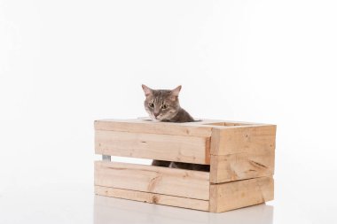 Gri saçlı kedi. Stüdyo fotoğrafı çekimi. Beyaz Arkaplanda İzole Edilmiş