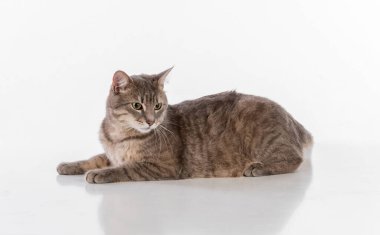 Gri saçlı kedi. Stüdyo fotoğrafı çekimi. Beyaz Arkaplanda İzole Edilmiş