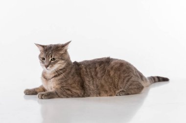 Gri saçlı kedi. Stüdyo fotoğrafı çekimi. Beyaz Arkaplanda İzole Edilmiş