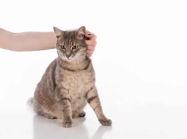 stock image Grey Hairy Cat. Studio Photo Shoot. Isolated on White Background