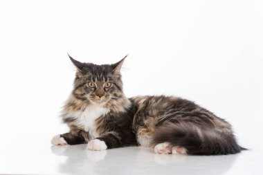 Meraklı Grey Maine Rakun Kedisi. Stüdyo fotoğraf çekimi. Beyaz Arkaplan