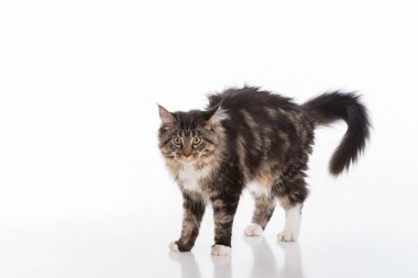 Meraklı Grey Maine Rakun Kedisi. Stüdyo fotoğraf çekimi. Beyaz Arkaplan