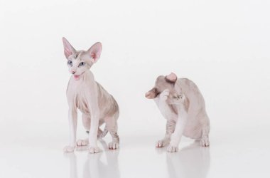 Beyaz çok genç Peterbald Sphynx Cat. Stüdyo Fotoğraf Çekimi.