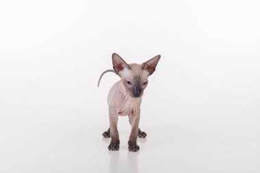 Beyaz çok genç Peterbald Sphynx Cat. Stüdyo Fotoğraf Çekimi.