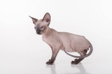 Beyaz çok genç Peterbald Sphynx Cat. Stüdyo Fotoğraf Çekimi.