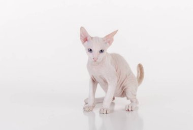 Beyaz çok genç Peterbald Sphynx Cat. Stüdyo Fotoğraf Çekimi.