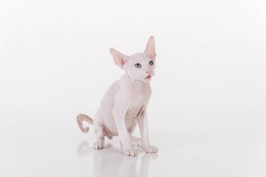 Beyaz çok genç Peterbald Sphynx Cat. Stüdyo Fotoğraf Çekimi.