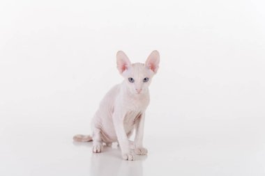 Beyaz çok genç Peterbald Sphynx Cat. Stüdyo Fotoğraf Çekimi.