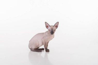 Beyaz çok genç Peterbald Sphynx Cat. Stüdyo Fotoğraf Çekimi.