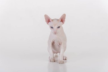 Beyaz çok genç Peterbald Sphynx Cat. Stüdyo Fotoğraf Çekimi.