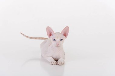 Beyaz çok genç Peterbald Sphynx Cat. Stüdyo Fotoğraf Çekimi.