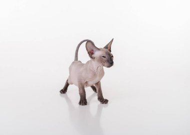 Beyaz çok genç Peterbald Sphynx Cat. Stüdyo Fotoğraf Çekimi.