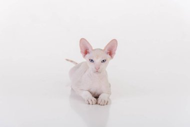 Beyaz çok genç Peterbald Sphynx Cat. Stüdyo Fotoğraf Çekimi.