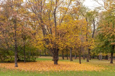 Macaristan, Budapeşte 'deki Margaret Adası' na park et.