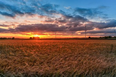 Günbatımı ve Buğday Tarlası ve Yel değirmeni arka planda. Litvanya