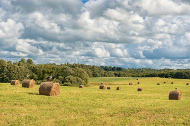 Sarılı Round Brown Hay Bales Sahası. Kırsal bölge. Manzara. Leylek tepede duruyor