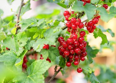 Bahçede taze kırmızı frenk üzümü