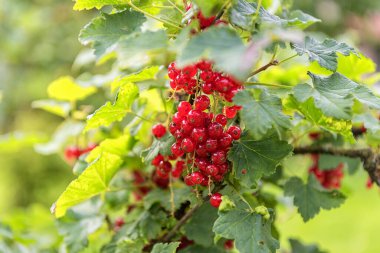 Bahçede taze kırmızı frenk üzümü
