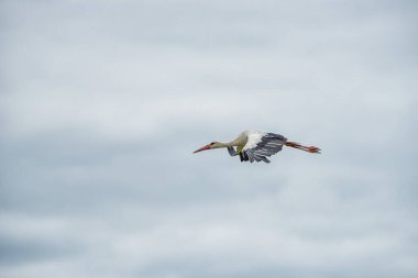 Bulutlu Mavi Gökyüzünde Uçan Leylek. Vahşi Doğa.