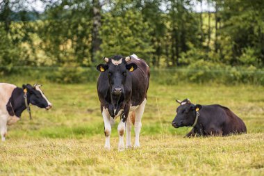 kırsal alanda inekler.