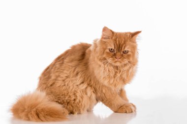 Kızıl İngiliz Uzun Saçlı Kedi Beyaz Arkaplanda İzole Edildi.