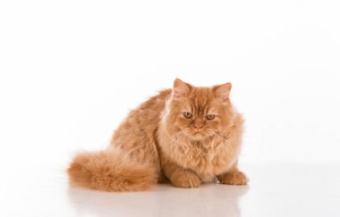 Kızıl İngiliz Uzun Saçlı Kedi Beyaz Arkaplanda İzole Edildi.